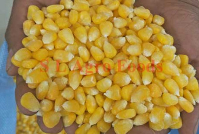 Sweet Corn